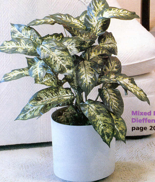 Mixed Dieffenbachia