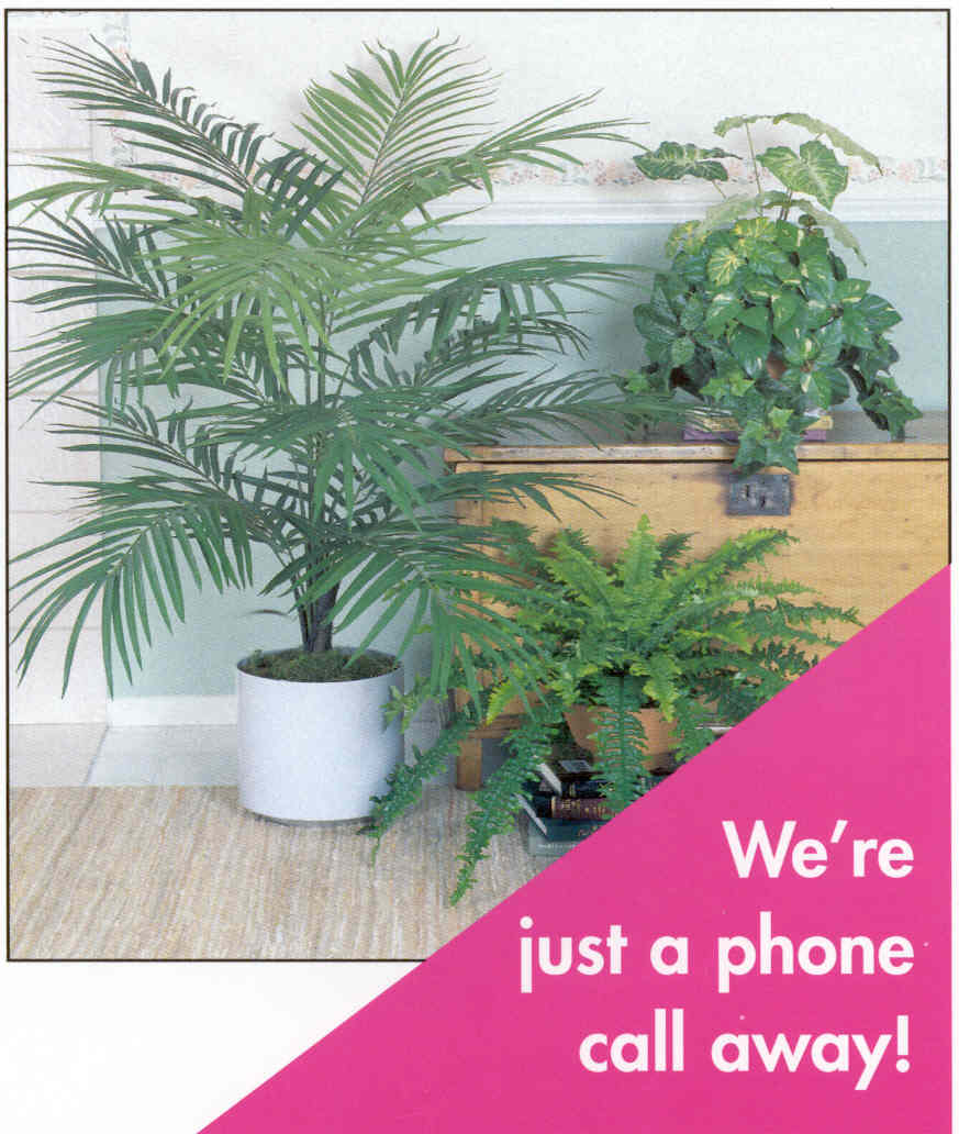 plant2.jpg (88952 bytes)