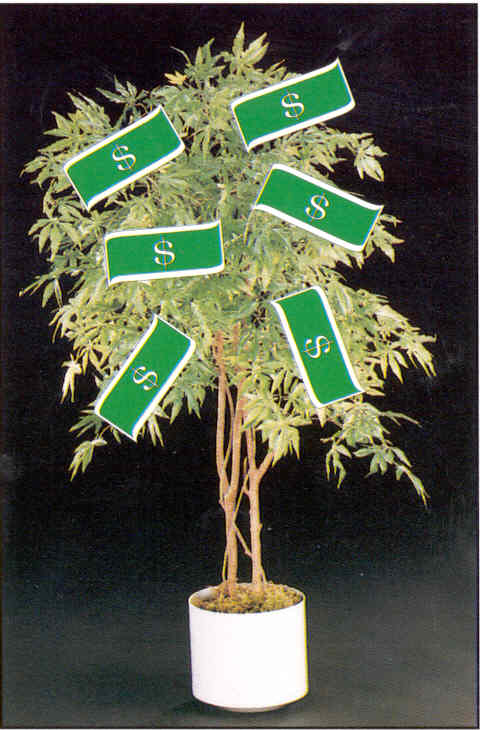 plant4.jpg (44819 bytes)