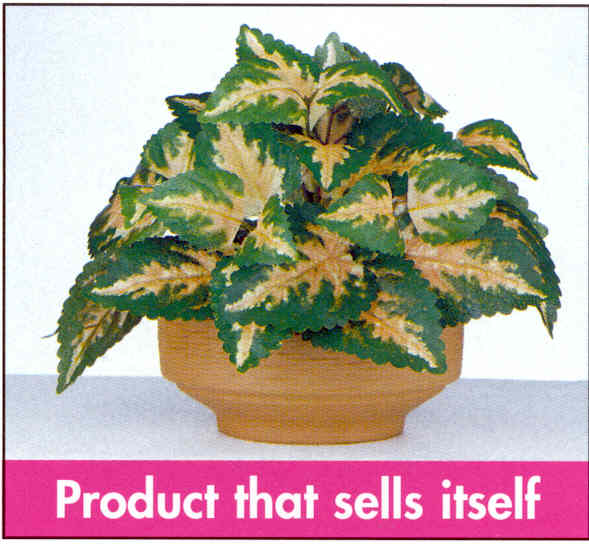 plant5.jpg (38920 bytes)