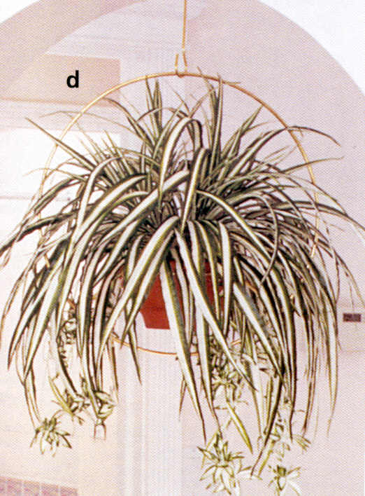 Spider Plant